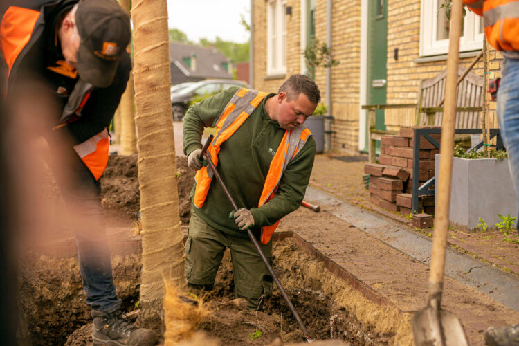 laanbomen aanplanten