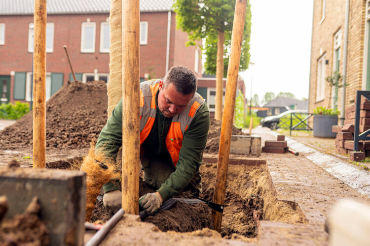 boom aanplanten