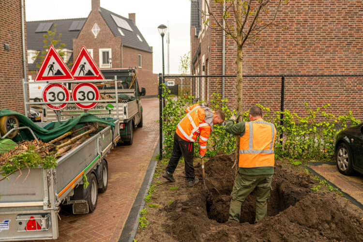 veilig boom planten