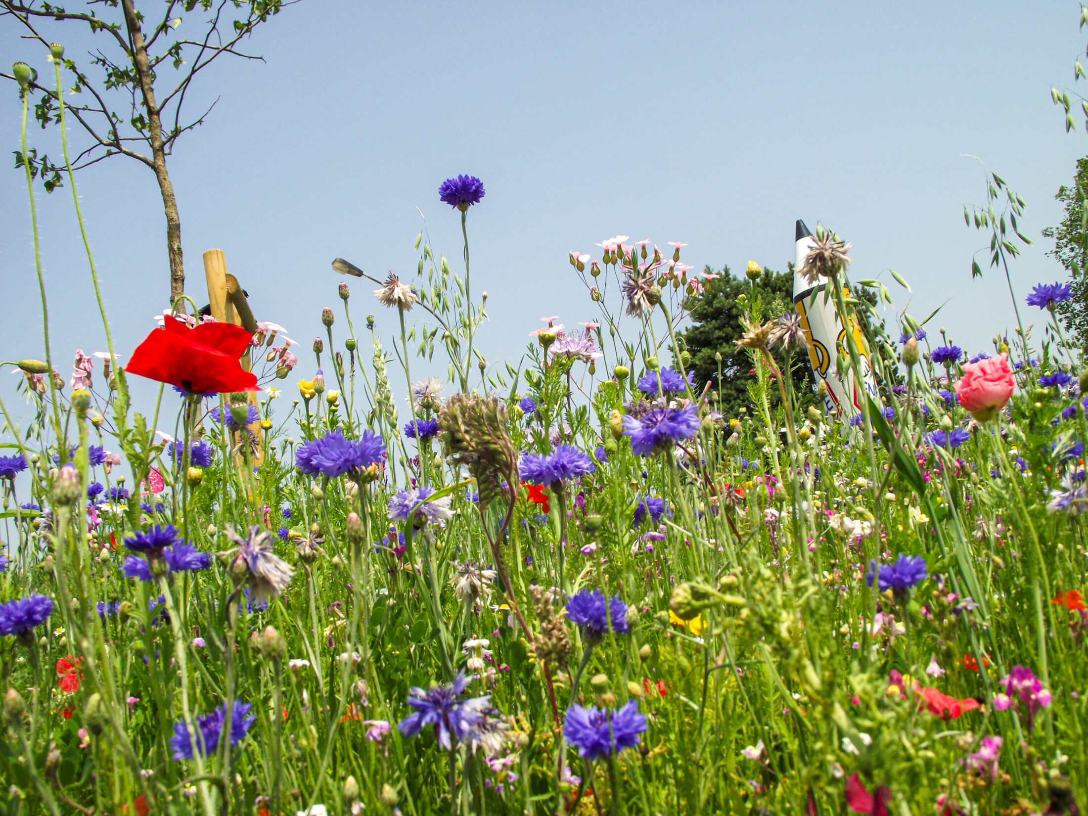 Wildbloemen