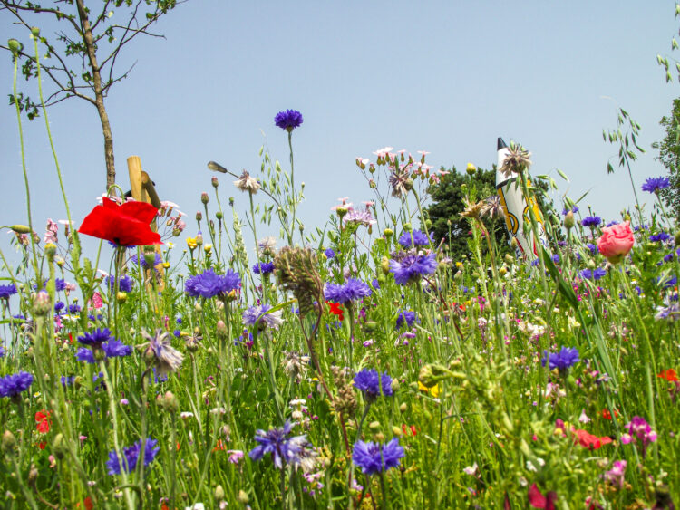 Wildbloemen